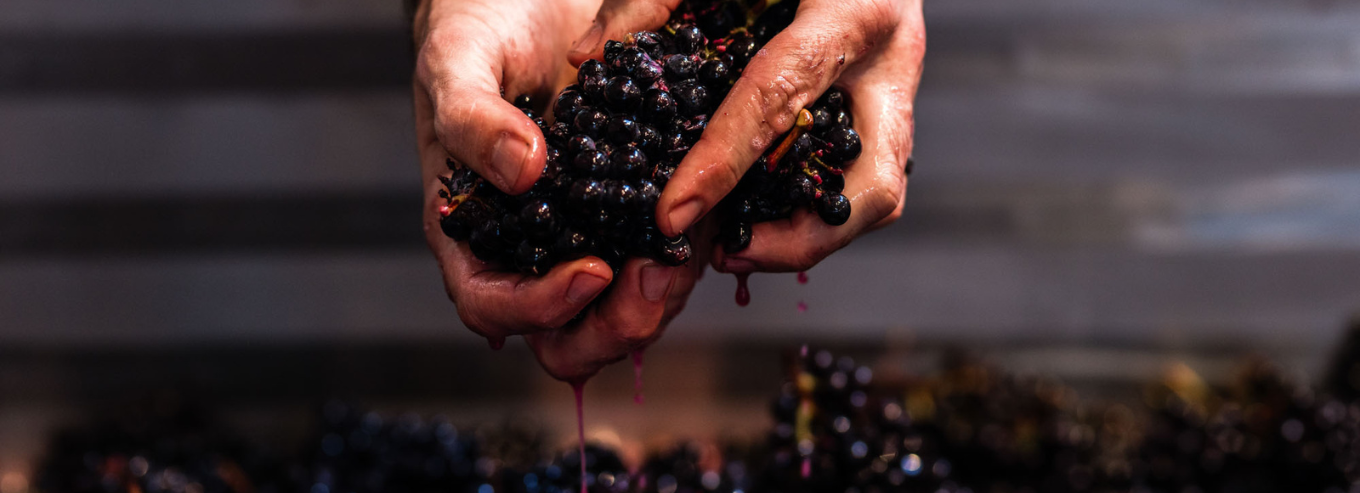 Grapes being squeezed by hands at Small Wonder